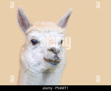 portrait of a Alpaca in light brown back Stock Photo