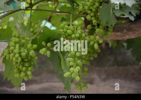 Green-white grape as food background. The close-up of tasty natural and fresh grapes. Close up image of yummy green white grapes. Sun-ripened grape Stock Photo