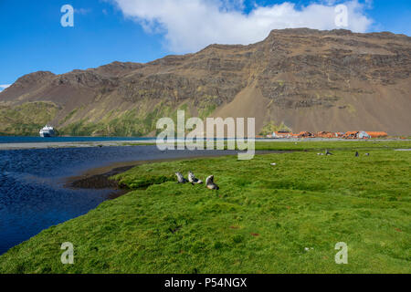 Antarctic fur seal pups in front of Stromness Whaling Station, with Le Lyrial in the background Stock Photo