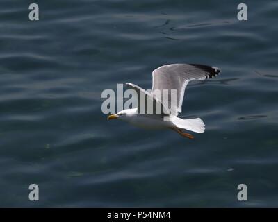 gaviota argéntea volando