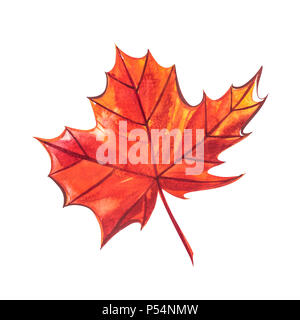 Autumn leaf - Sugar maple. Autumn maple leaf isolated on a white background. Watercolor illustration. Stock Photo