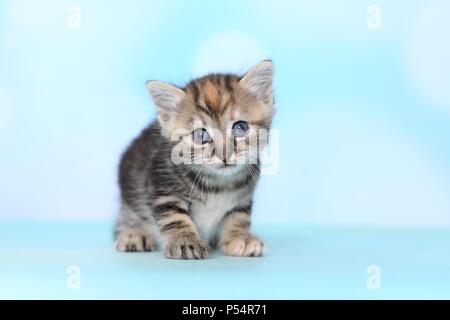 European Shorthair Kitten Stock Photo