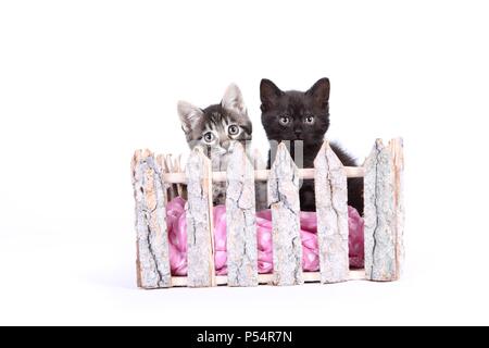 Norwegian-Forest-Cat-Cross Kitten Stock Photo