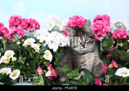 Norwegian-Forest-Cat-Cross Kitten Stock Photo