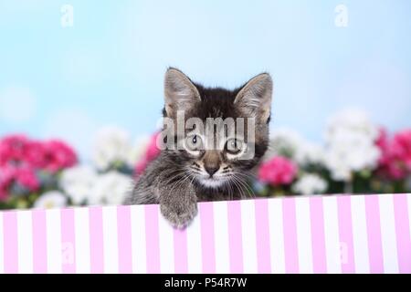 Norwegian-Forest-Cat-Cross Kitten Stock Photo