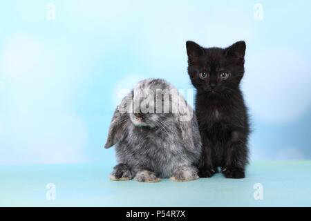 kitten and rabbit Stock Photo