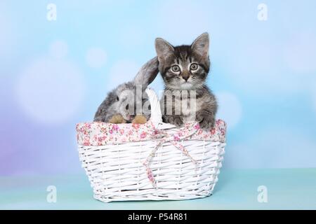 kitten and rabbit Stock Photo