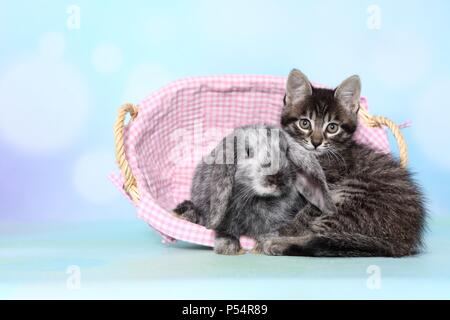 kitten and rabbit Stock Photo