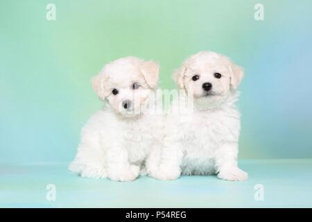 are bichon frise lazy dogs