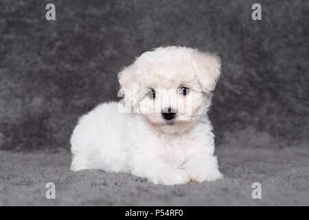 Bichon Frise Puppy Stock Photo Alamy