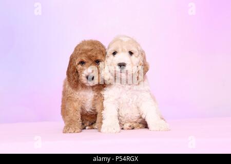 Cockerpoo Puppies Stock Photo