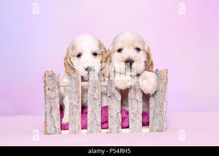 Cockerpoo Puppies Stock Photo