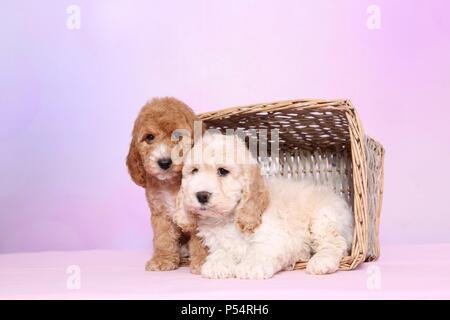 Cockerpoo Puppies Stock Photo