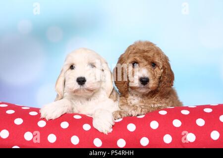 Cockerpoo Puppies Stock Photo