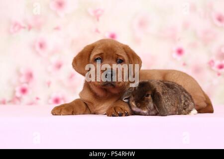Labrador Retriever and Dwarf Lop-eared bunny. Puppy (6 weeks old ...