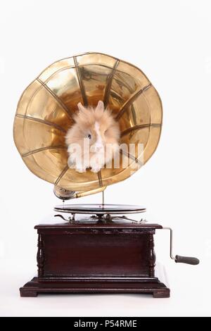 young lion-headed rabbit Stock Photo