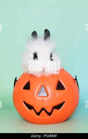young lion-headed rabbit Stock Photo