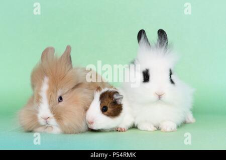 lion-headed rabbits and guinea pig Stock Photo