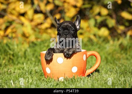 French Bulldog Puppy Stock Photo