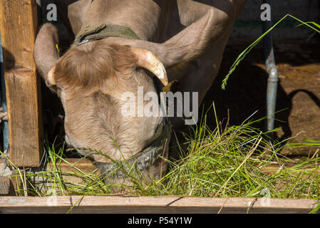 eating cow at farm in Fishte, Albania Stock Photo