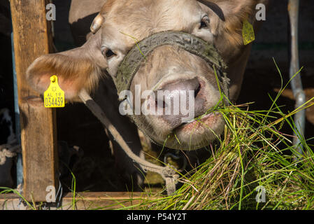 eating cow at farm in Fishte, Albania Stock Photo