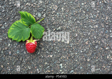 Raspberry branch with three leaves and a berry on dark gray asphalt. Summer background with copy space, top view. Stock Photo
