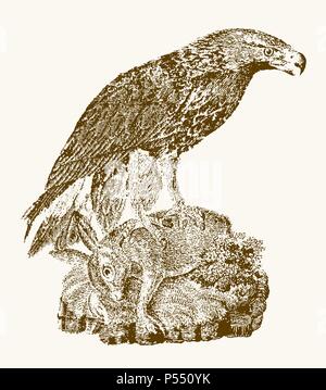 Juvenile golden eagle (aquila chrysaetos) with a captured rabbit sitting on a rock. Illustration after a vintage engraving from the 19th century Stock Vector