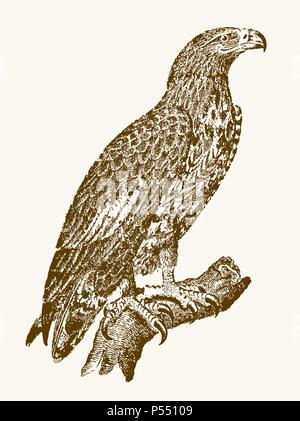 White-tailed eagle or gray sea eagle (haliaeetus albicilla) in profile view sitting on a branch. Illustration after a vintage engraving from the 19th Stock Vector
