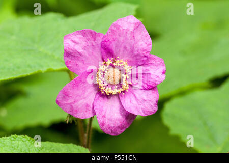 Purple-flowered raspberry (Rubus odoratus) flower in bloom. Stock Photo