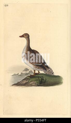 Pintail, Anas acuta, female. Handcoloured copperplate drawn and engraved by Edward Donovan from his own 'Natural History of British Birds,' London, 1794-1819. Edward Donovan (1768-1837) was an Anglo-Irish amateur zoologist, writer, artist and engraver. He wrote and illustrated a series of volumes on birds, fish, shells and insects, opened his own museum of natural history in London, but later he fell on hard times and died penniless. Stock Photo