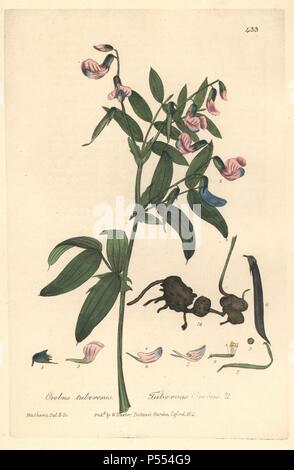 Bitter vetch or heath pea, Lathyrus linifolius, Orobus tuberosus. Handcoloured copperplate drawn and engraved by Charles Mathews from William Baxter's 'British Phaenogamous Botany,' Oxford, 1841. Scotsman William Baxter (1788-1871) was the curator of the Oxford Botanic Garden from 1813 to 1854. Stock Photo