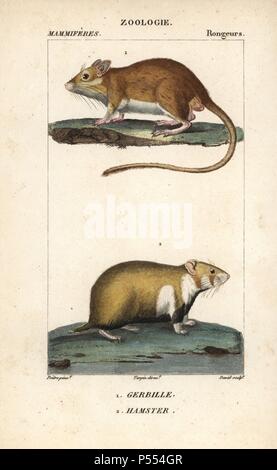 Gerbil, Gerbillus species, and European hamster, Cricetus cricetus. Handcoloured copperplate stipple engraving from Frederic Cuvier's 'Dictionary of Natural Science: Mammals,' Paris, France, 1816. Illustration by J. G. Pretre, engraved by David, directed by Pierre Jean-Francois Turpin, and published by F.G. Levrault. Jean Gabriel Pretre (17801845) was painter of natural history at Empress Josephine's zoo and later became artist to the Museum of Natural History. Turpin (1775-1840) is considered one of the greatest French botanical illustrators of the 19th century. Stock Photo