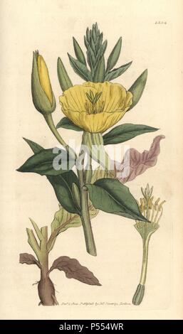 Common evening primrose, Oenothera biennis. Handcoloured copperplate engraving from a drawing by James Sowerby for Smith's 'English Botany,' London, 1805. Sowerby was a tireless illustrator of natural history books and illustrated books on botany, mycology, conchology and geology. Stock Photo