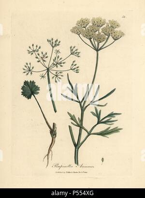 White flowered anise, Pimpinella anisum. Handcolored copperplate engraving from a botanical illustration by James Sowerby from William Woodville and Sir William Jackson Hooker's 'Medical Botany' 1832. The tireless Sowerby (1757-1822) drew over 2,500 plants for Smith's mammoth 'English Botany' (1790-1814) and 440 mushrooms for 'Coloured Figures of English Fungi ' (1797) among many other works. Stock Photo