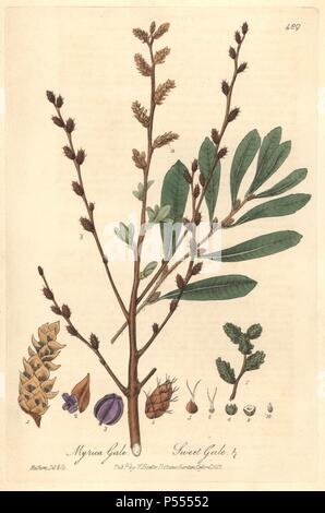 Sweet gale, Myrica gale. Handcoloured copperplate drawn and engraved by Charles Mathews from William Baxter's 'British Phaenogamous Botany,' Oxford, 1842. Scotsman William Baxter (1788-1871) was the curator of the Oxford Botanic Garden from 1813 to 1854. Stock Photo
