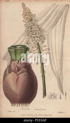 Sea squill, Drimia maritima. Handcoloured botanical illustration drawn by G. Reid and engraved on steel by Weddell from John Stephenson and James Morss Churchill's 'Medical Botany: or Illustrations and descriptions of the medicinal plants of the London, Edinburgh, and Dublin pharmacopœias,' John Churchill, London, 1831. Stock Photo