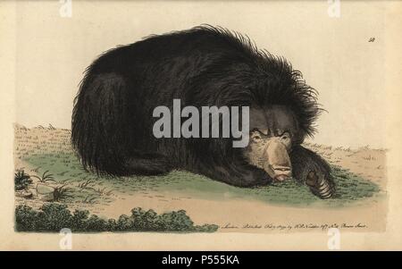 Ursiform sloth, ursine bradypus or sloth bear. Melursus ursinus (Bradypus ursinus) . An arboreal, nocturnal and insectivorous species of bear restricted to the Indian subcontinent.. Drawing by Mr. Catton.. Handcolored copperplate engraving from George Shaw and Frederick Nodder's 'The Naturalist's Miscellany' 1790.. Frederick Polydore Nodder (17511801?) was a gifted natural history artist and engraver. Nodder honed his draftsmanship working on Captain Cook and Joseph Banks' Florilegium and engraving Sydney Parkinson's sketches of Australian plants. He was made 'botanic painter to her majesty'  Stock Photo
