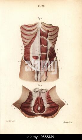 Muscles of the abdomen and the male genitals. Handcolored steel engraving by Choubard of a drawing by Leveille from Dr. Joseph Nicolas Masse's 'Petit Atlas complet d'Anatomie descriptive du Corps Humain,' Paris, 1864, published by Mequignon-Marvis. Masse's 'Pocket Anatomy of the Human Body' was first published in 1848 and went through many editions. Stock Photo