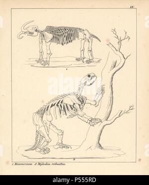 Skeleton of the American mastodon, Mammut americanum, Missourium, and extinct giant ground sloth, Mylodon robustus. Lithograph by an unknown artist from Dr. F.A. Schmidt's 'Petrefactenbuch,' published in Stuttgart, Germany, 1855 by Verlag von Krais & Hoffmann. Dr. Schmidt's 'Book of Petrification' introduced fossils and palaeontology to both the specialist and general reader.