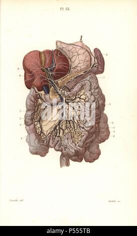 Lymphatic system to the abdomen.Handcolored steel engraving by Corbie of a drawing by Leveille from Dr. Joseph Nicolas Masse's 'Petit Atlas complet d'Anatomie descriptive du Corps Humain,' Paris, 1864, published by Mequignon-Marvis. Masse's 'Pocket Anatomy of the Human Body' was first published in 1848 and went through many editions. Stock Photo