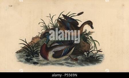 Mallard ducks, Anas platyrhynchos, male and female pair. Handcoloured copperplate drawn and engraved by Edward Donovan from his own 'Natural History of British Birds,' London, 1794-1819. Edward Donovan (1768-1837) was an Anglo-Irish amateur zoologist, writer, artist and engraver. He wrote and illustrated a series of volumes on birds, fish, shells and insects, opened his own museum of natural history in London, but later he fell on hard times and died penniless. Stock Photo