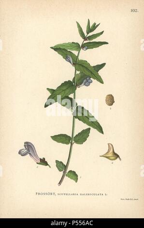 Common skullcap, Scutellaria galericulata. Chromolithograph from Carl Lindman's 'Bilder ur Nordens Flora' (Pictures of Northern Flora), Stockholm, Wahlström & Widstrand, 1905. Lindman (1856-1928) was Professor of Botany at the Swedish Museum of Natural History (Naturhistoriska Riksmuseet). The chromolithographs were based on Johan Wilhelm Palmstruch's 'Svensk botanik' (1802-1843). Stock Photo