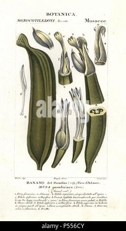 Banana fruit, segment. Musa acuminata. Handcoloured copperplate stipple engraving from Antoine Jussieu's 'Dictionary of Natural Science,' Florence, Italy, 1837. Illustration by J. G. Pretre, engraved by Corsi, directed by Pierre Jean-Francois Turpin, and published by Batelli e Figli. Jean Gabriel Pretre (17801845) was painter of natural history at Empress Josephine's zoo and later became artist to the Museum of Natural History. Turpin (1775-1840) is considered one of the greatest French botanical illustrators of the 19th century. Stock Photo