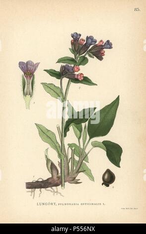 Lungwort, Pulmonaria officinalis. Chromolithograph from Carl Lindman's 'Bilder ur Nordens Flora' (Pictures of Northern Flora), Stockholm, Wahlström & Widstrand, 1905. Lindman (1856-1928) was Professor of Botany at the Swedish Museum of Natural History (Naturhistoriska Riksmuseet). The chromolithographs were based on Johan Wilhelm Palmstruch's 'Svensk botanik' (1802-1843). Stock Photo