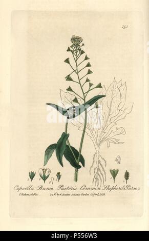 Common shepherd's purse, Capsella bursa pastoris. Handcoloured copperplate drawn and engraved by Charles Mathews from William Baxter's 'British Phaenogamous Botany' 1836. Scotsman William Baxter (1788-1871) was the curator of the Oxford Botanic Garden from 1813 to 1854. Stock Photo