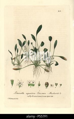 Common mudwort, Limosella aquatica. Handcoloured copperplate drawn and engraved by Charles Mathews from William Baxter's 'British Phaenogamous Botany' 1836. Scotsman William Baxter (1788-1871) was the curator of the Oxford Botanic Garden from 1813 to 1854. Stock Photo