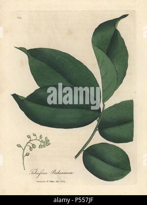 Trlu Tree Tolu balsam, Myroxylon balsamum (Toluifera balsamum). Chromolithograph ...