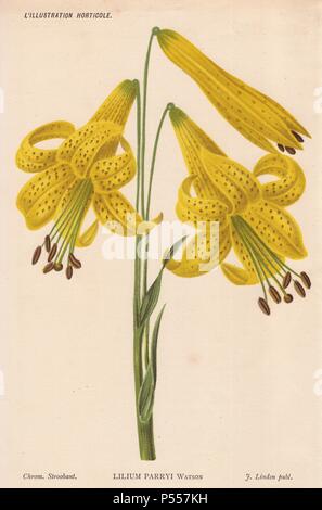 Lemon lily. Lilium parryi S. Watson. . Illustration chromolithographed by Stroobant of Ghent, from Jean Linden's 'L'Illustration Horticole' 1880s. Stock Photo