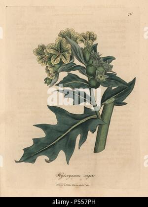 Yellow flowered black henbane with green berries, Hyoscyamus niger. Handcolored copperplate engraving from a botanical illustration by James Sowerby from William Woodville and Sir William Jackson Hooker's 'Medical Botany' 1832. The tireless Sowerby (1757-1822) drew over 2,500 plants for Smith's mammoth 'English Botany' (1790-1814) and 440 mushrooms for 'Coloured Figures of English Fungi ' (1797) among many other works. Stock Photo