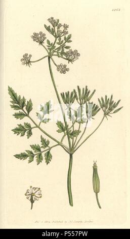Garden chervil, Scandix cerefolium, Anthriscus cerefolium. Handcoloured copperplate engraving from a drawing by James Sowerby for Smith's 'English Botany' (1804). Sowerby was a tireless illustrator of natural history books and illustrated books on botany, mycology, conchology and geology. Stock Photo